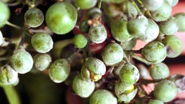 oïdium vigne